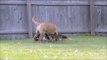 Crazy Huge Dog Chasing me!  Bullmastiff with floppy ears in SloMo