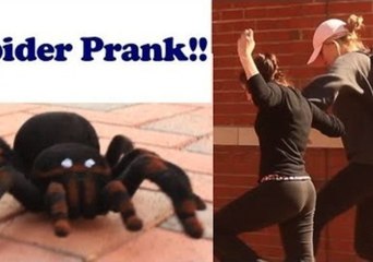 Remote Control Spider Sparks Panic