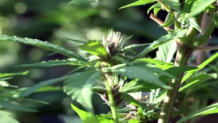 Uruguay: venta de productos para cultivar marihuana se disparan