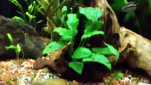 Do you need Co2 in a planted aquarium?