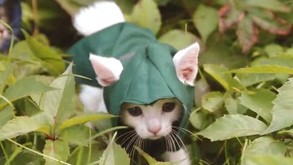 L'image du jour : le chat qui s'est pris pour un Assassin