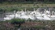 Mute Swans & Australian Black Swan at Abbotsbury Swannery Dorset ~ Mute Swan ~ Birds UK