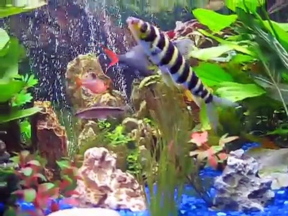 90 gallons aquarium fish tank Rainbow big Shark Red tail 3 month later