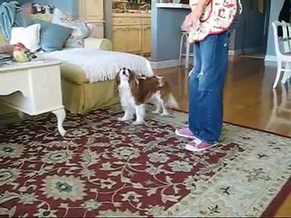 Lucy the Cavalier King Charles Spaniel does her best tricks