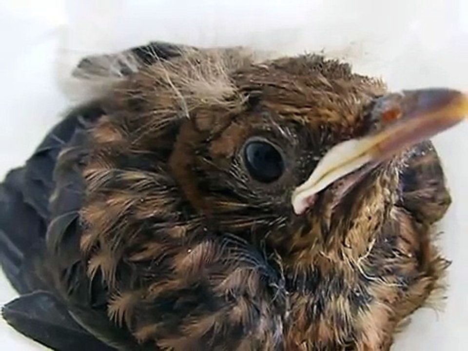 Il piccolo merlo 001