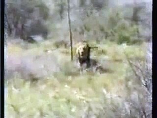 Lion Attacks Safari Hunter