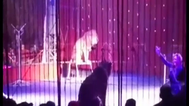 Lion Turns On Trainer During Circus Performance in Egypt | Lion ATTACKED Its Egyptian Female Trainer