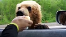 ¡¡Increible!! Osos salvajes comiendo y bebiendo de la mano de conductor ruso