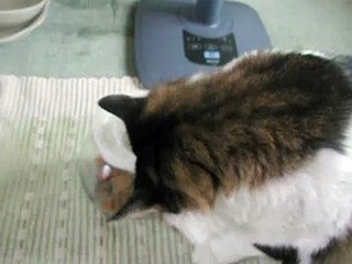 Cat sure knows how to open a jar