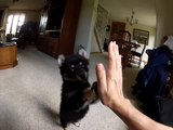 10 week old shiba inu, doing tricks