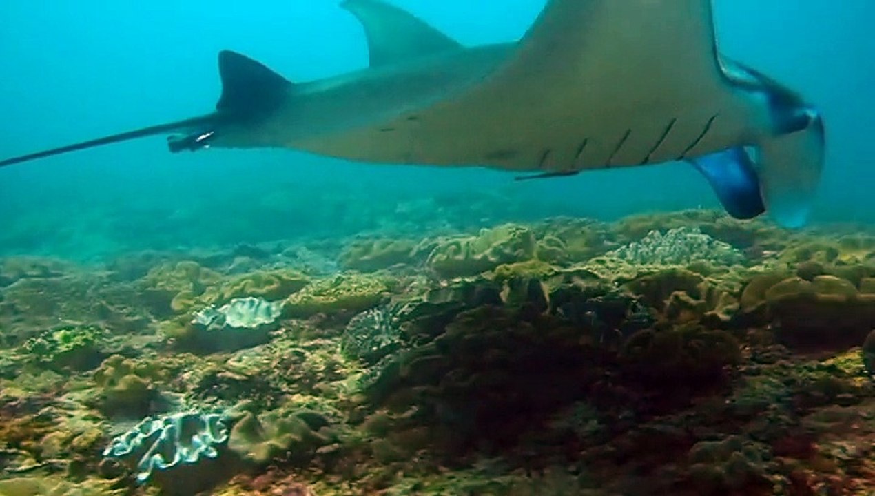 Manta Point