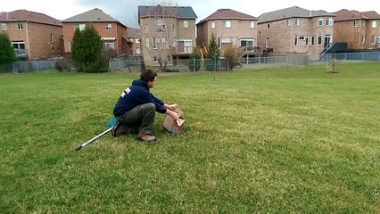 American crow is released back into the wild