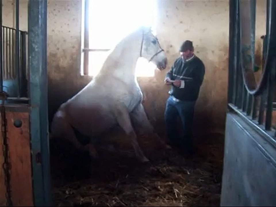 Cheval hispano arabe.wmv