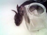 Chinchilla Family Dust Bath in the Tub