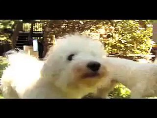 Six Bichon Frises Filmed in HD