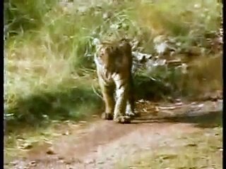 Tigress Machli fights male tiger to protect her cubs