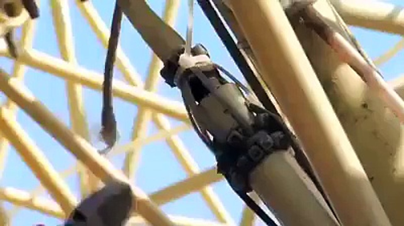 Beach Creatures powered by Wind