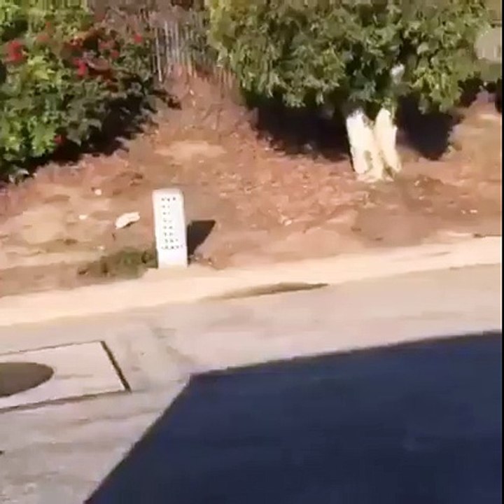 Ce mec est un Génie, il fait un Wheeling avec 2 Femmes sur sa Moto