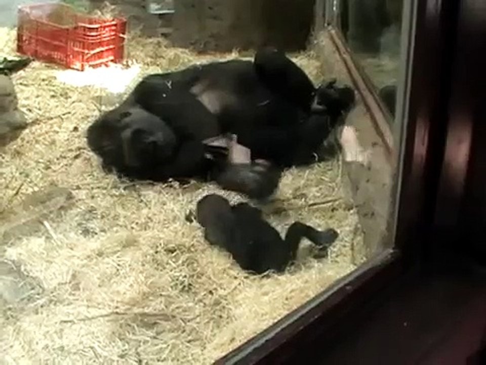 Bebe gorila (Gaya). Zoo de Madrid