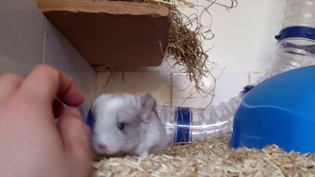 Apprivoisement bébés chinchillas