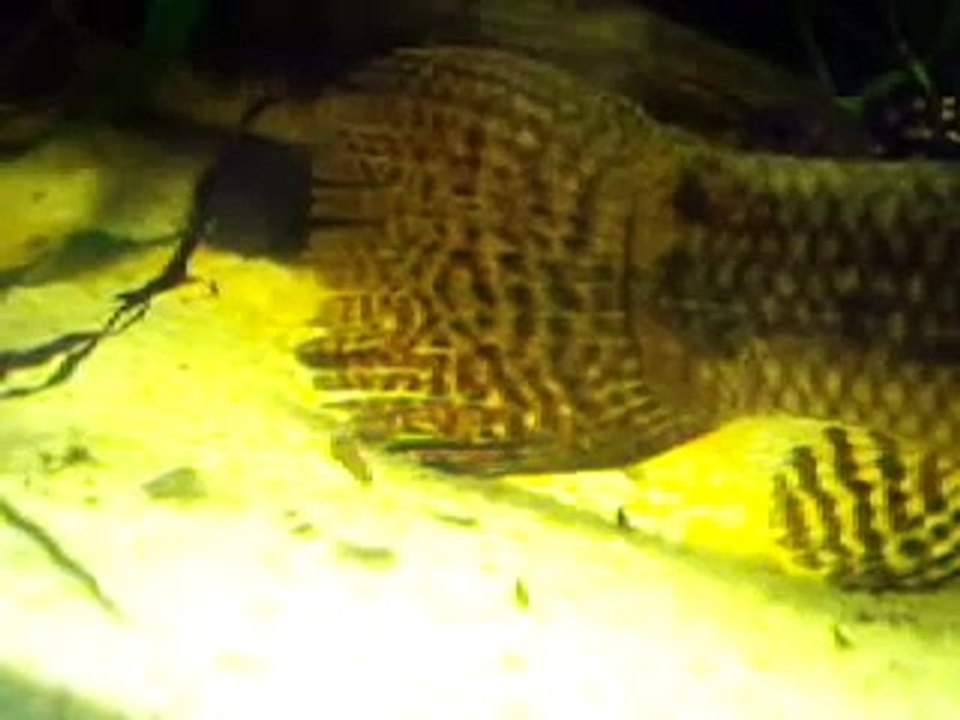 Baby Wolf Fish