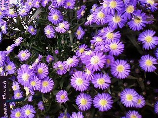 Malayalam Kavitha   Ente Bhasha