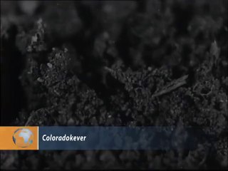 Coloradokever - 1948