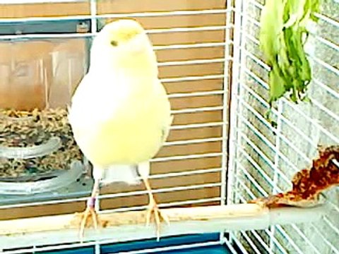 canari malinois chanteur