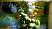 Siamese Fighting Fish Betta eats Sea Monkeys in it's kitsch Bi Orb 60 aquarium
