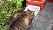 [고양이] 밥먹는 고양이