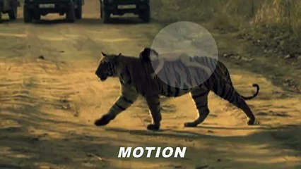 CUDDLE TIME FOR BABY AND THE TIGER 1june 2015.world most amezing .amezing videos