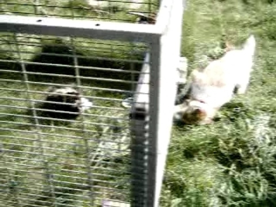 Samba énervé