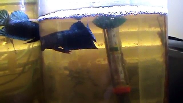 Top Plakat Betta Fighters