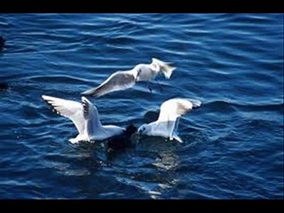فلم وثائقي عن الحيوانات