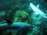 Plongée avec les Dauphins à Marsa Shagra - Diving with dolphins - Févr 2011