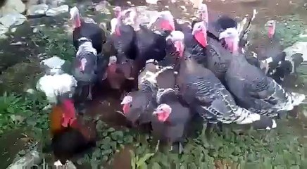 20 Hindiye Kafa Tutan Horoz