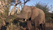 Sound of the African Bushveld, Elephants - AFRICAN WILDLIFE