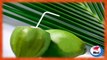 Beneficios y propiedades del agua de coco para la salud
