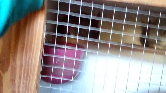 Bébés chinchillas mangent des granulés