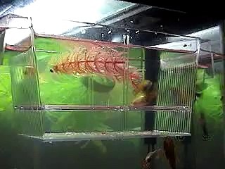 Pregnant Guppies! How long do you think til they give birth?