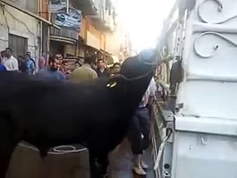 جزارة الامانة - الدخيلة ذبح عجول عيد 2013