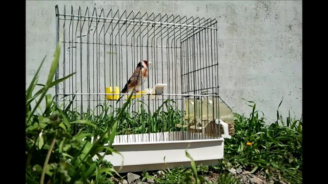 Chant Chardonneret 8 Mois