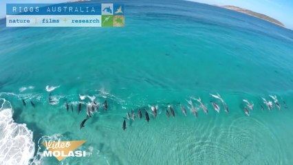 SÖRF YAPAN YUNUSLAR