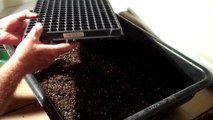 The Strawberry Store: Germinating Strawberry Seeds - The Media