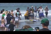 2008 Loews Coronado Bay Resort Surf Dog Competition