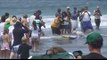 2008 Loews Coronado Bay Resort Surf Dog Competition