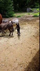 Cannoli, the baby mini donkey, trying out her voice