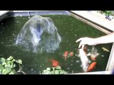 Our Koi Carp Gold Fish Hand Feeding In Our Raised Koi Pond Filter