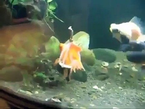 Balığı için tekerlekli sandalye yaptı