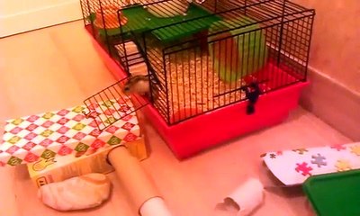 Petola 2 - giochi criceto.